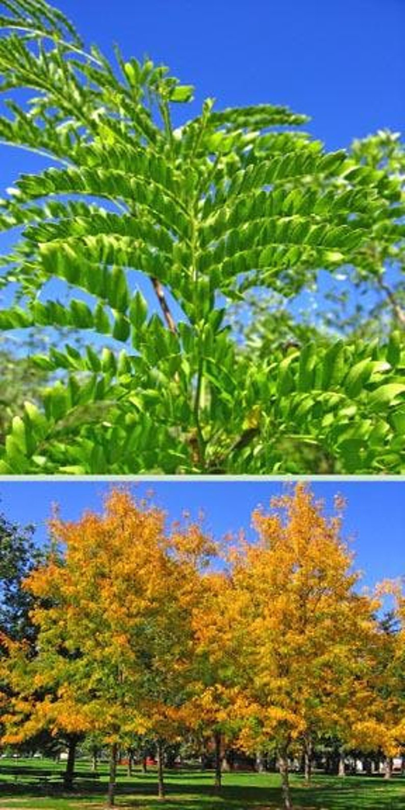 Thornless Honey Locust Tree 2-3 Foot Gleditsia triacanthos 'Inermis' Bare Root Ornamental Shade Tree Immediate Shipping