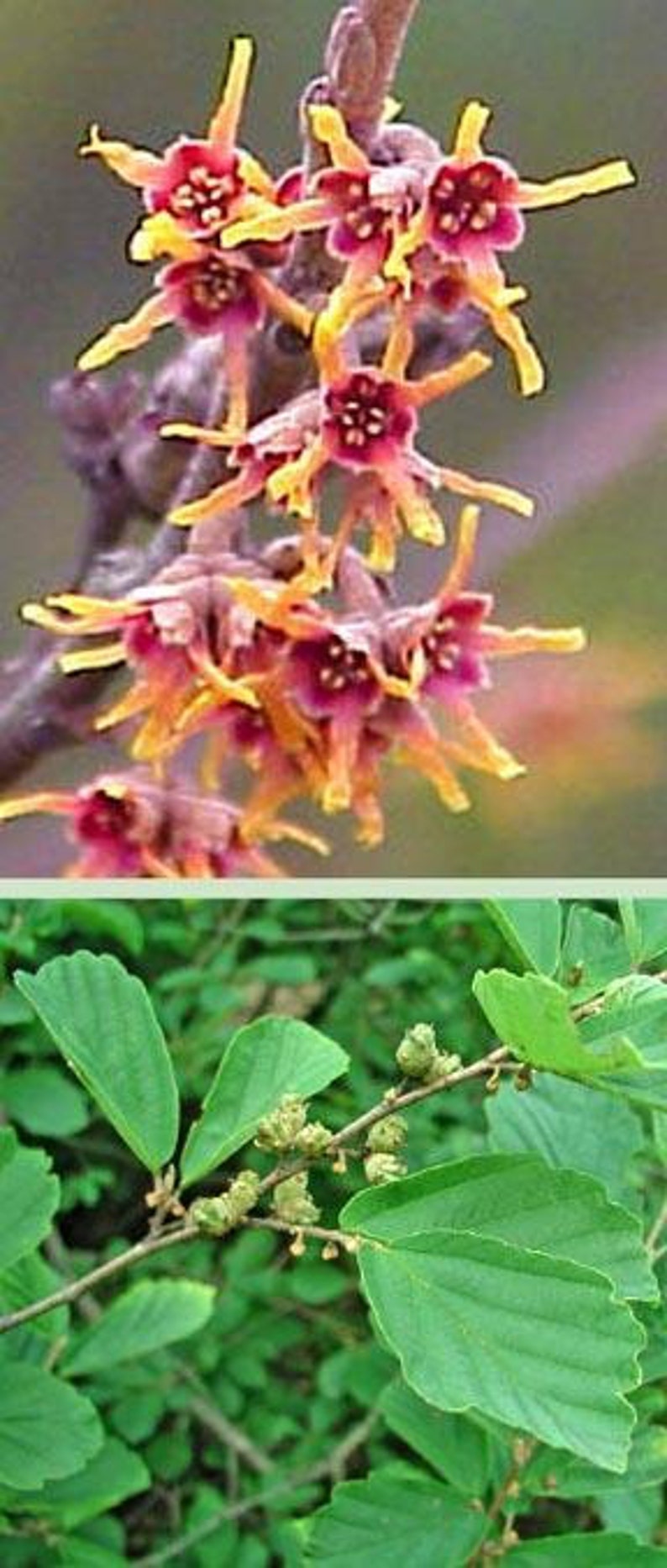 Witch Hazel Shrub 18-24" Yellow Fragrant Flowers Hammamelis virginiana Twisting Branches for Fall Color