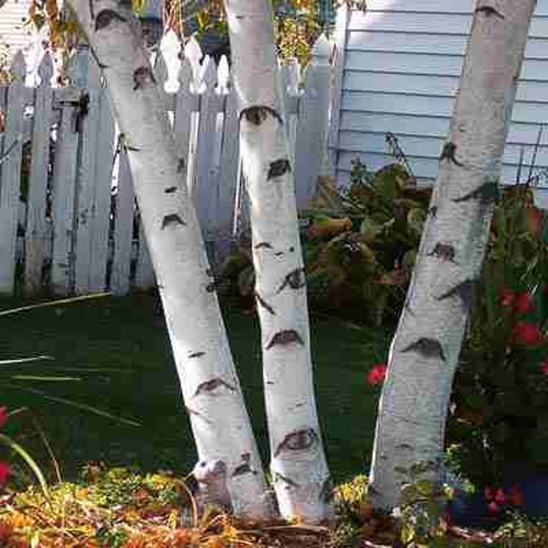 Paper White Birch Trees 3-Pack 18-24" Betula papyrifera Smooth Bark Fast Growing for Landscapes