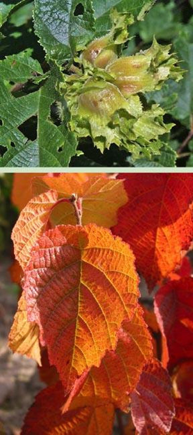 American Hazelnut Tree - 2 Ft Bare Root, Edible Nuts, Corylus americana, Easy to Grow, Attracts Wildlife, Immediate Shipping