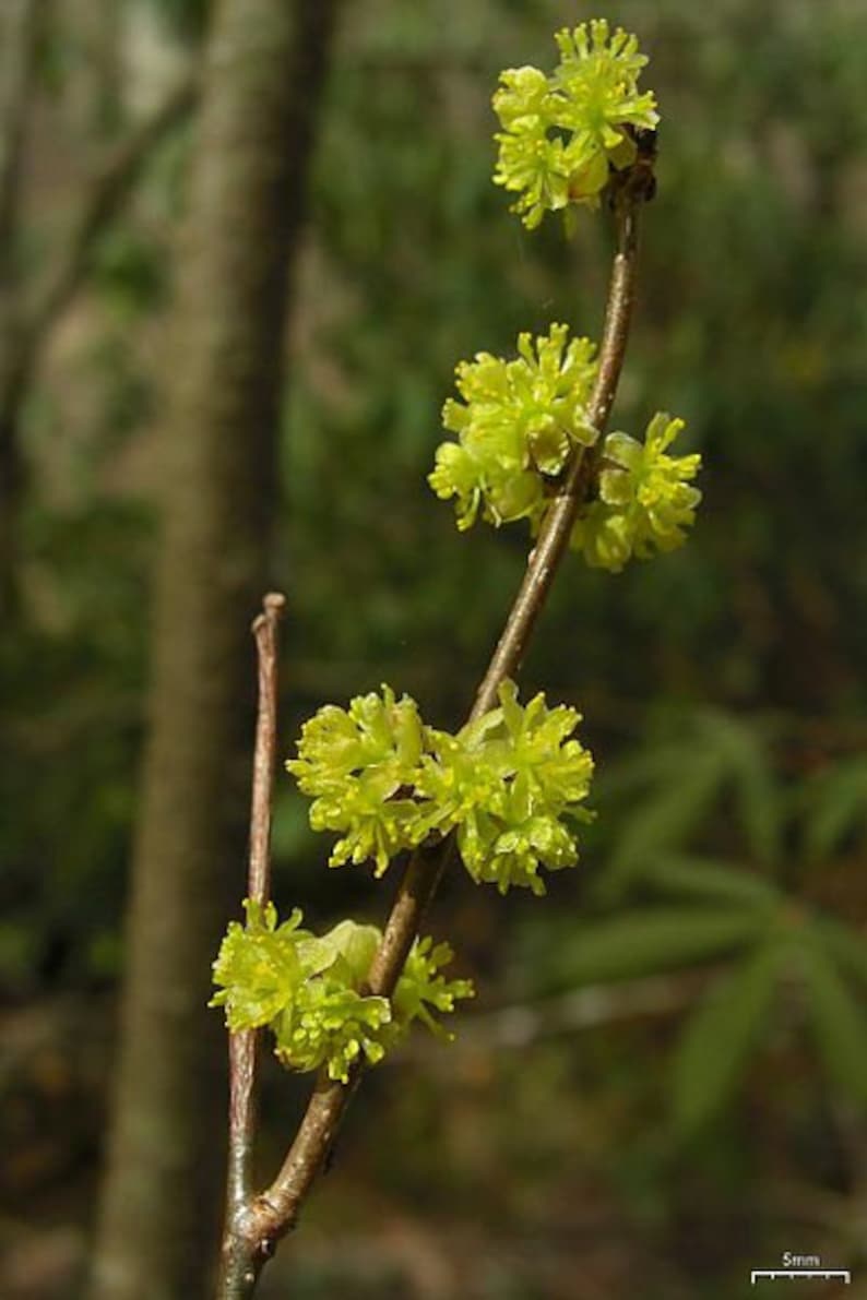 Spicebush Plant 4" Container Lindera Benzoin - Greenish Yellow Flowers, Moist Soil Shrub for Borders & Naturalizing