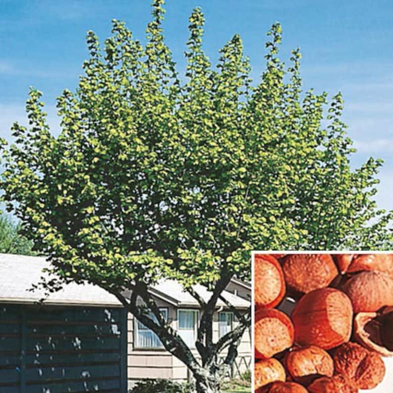 American Hazelnut Trees - 2 Pack 4" Containers, Corylus Americana, Nut Tree for Wildlife & Hedges, Zones 4-9
