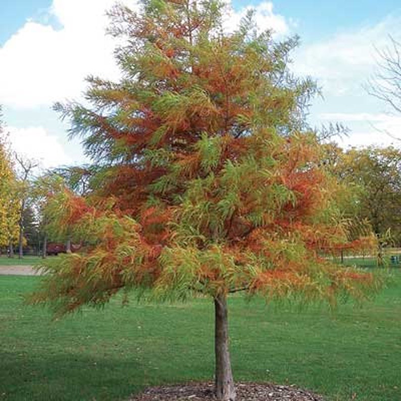 Bald Cypress Tree 2-3' Deciduous Conifer Taxodium distichum | Adaptable to Wet or Dry Conditions | Vibrant Fall Color