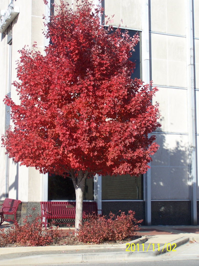 Red Maple Trees Set of 2 in 4" Containers | Acer Rubrum | Vibrant Fall Color | Fast-Growing Landscape Trees