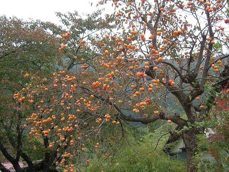 Persimmon Tree 4" Container, Disease Resistant, Bright Orange Foliage, Diospyros Virginiana, Fruit Bearing, Zones 4-7