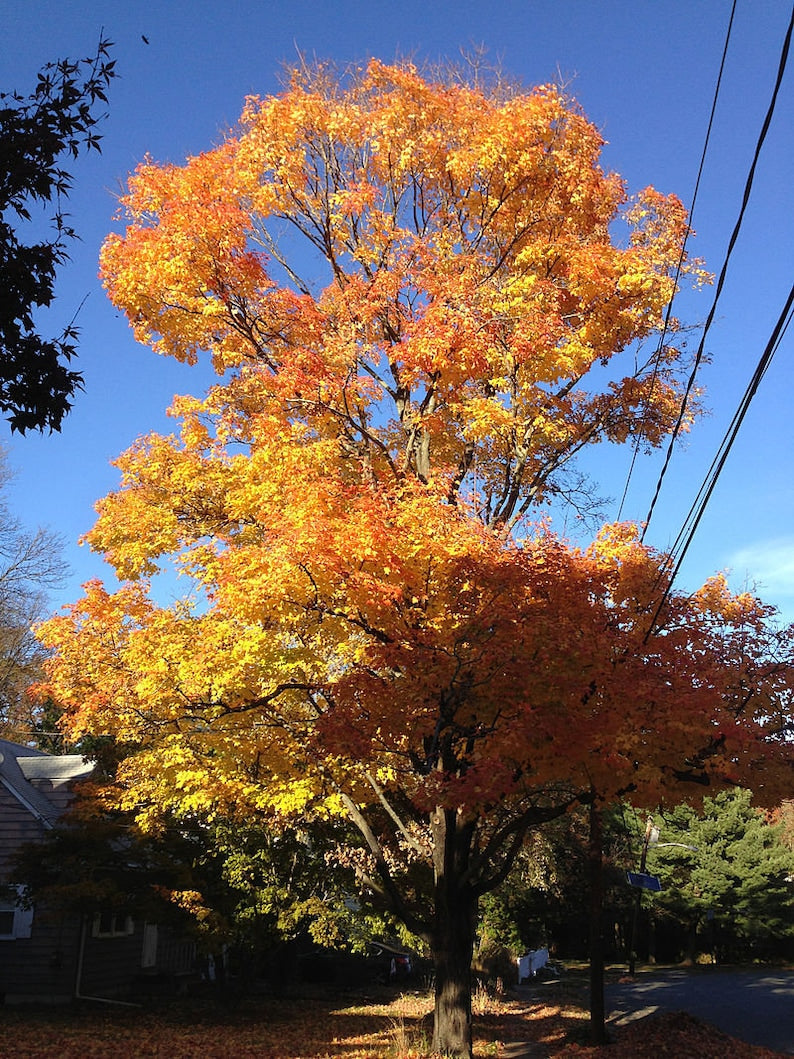 Sugar Maple Tree 4" Container Acer Saccharum Ideal for Zones 3-8 Perfect for Yards and Parks