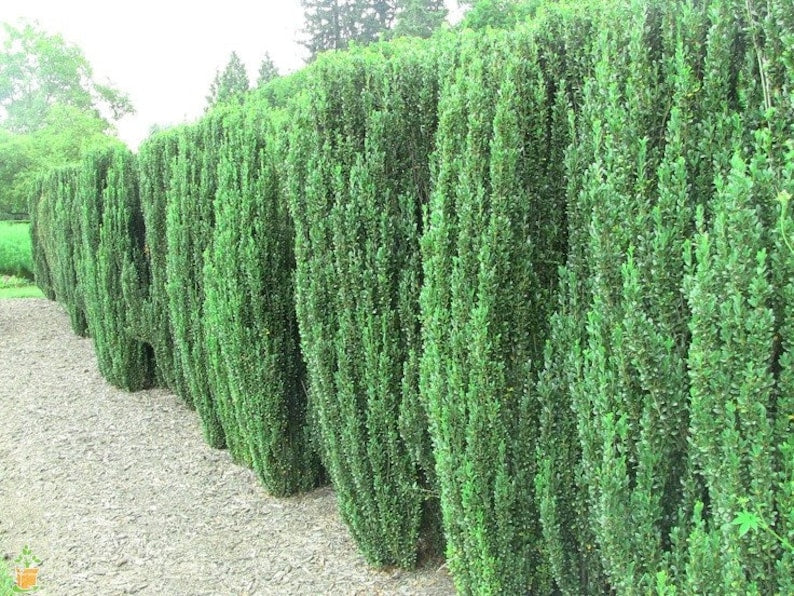 Sky Pencil Holly Plants - 6" Tall - Ilex Crenata 'Sky Pencil' - Evergreen Accent for Zones 5-9, Dark Green Foliage, Low Maintenance