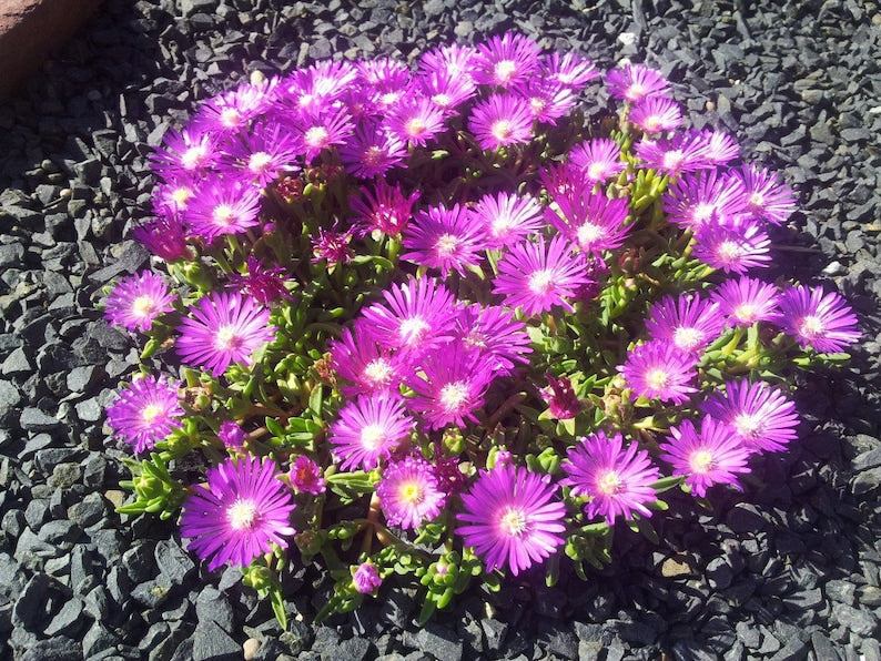 Table Mountain Ice Plant Plug Flat 72 Count, Fuchsia Blooms, Groundcover, Delosperma cooperi ‘Table Mountain’