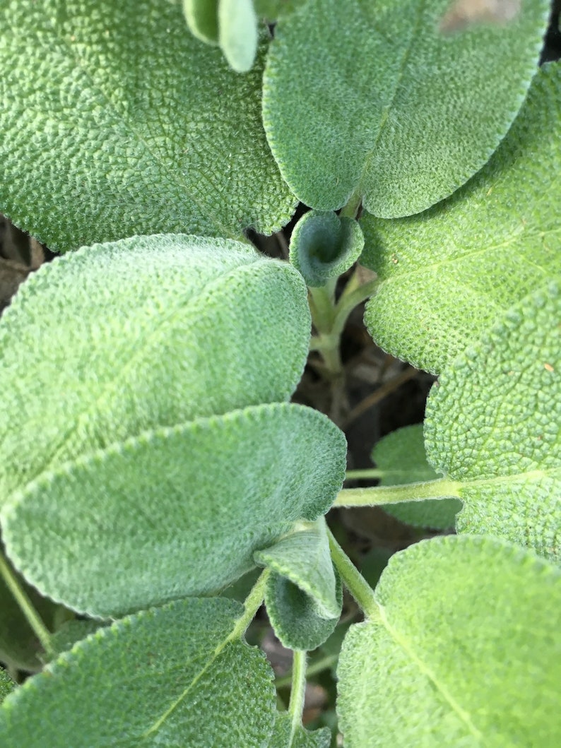 Organic Berggarten Sage Plant in 2.5-inch Pot - Broad Leaf Sage (Salvia officinalis 'Berggarten') for Cooking & Smudging