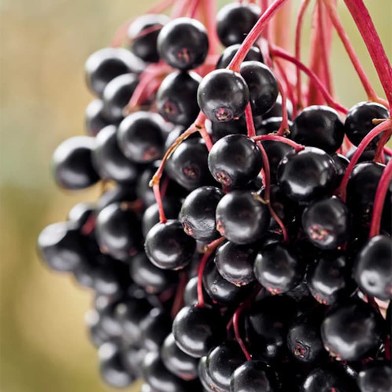 Elderberry Plant 4" Container Sambucus Canadensis Deciduous Shrub for Wildlife, Zones 3-9, Attracts Birds and Blooms White Flowers