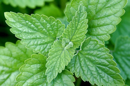 **Catnip Plants Set of 3 Pots - Nepeta cataria - Perennial Herb for Cats & Tea, Grown in 3.5" Pots**