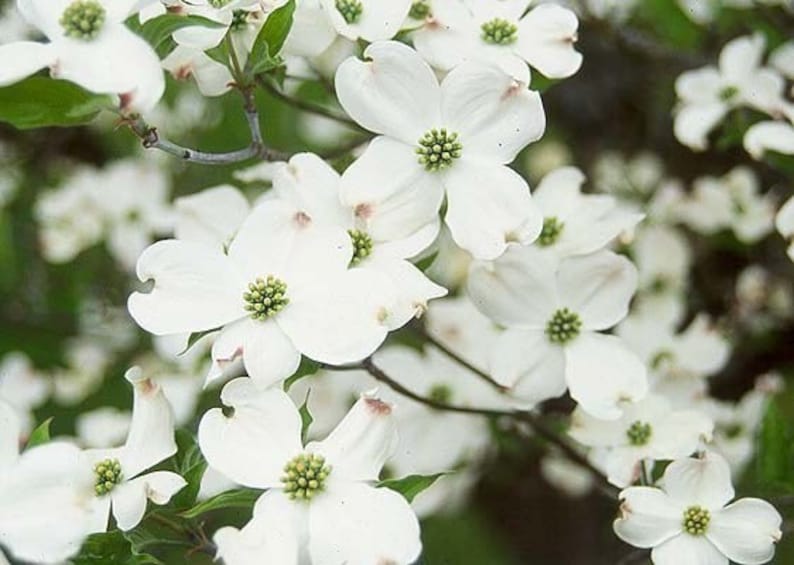 **White Flowering Dogwood Tree 2-3' - Cornus florida - Native Flowering Tree with White Blooms & Scarlet Fall Foliage**
