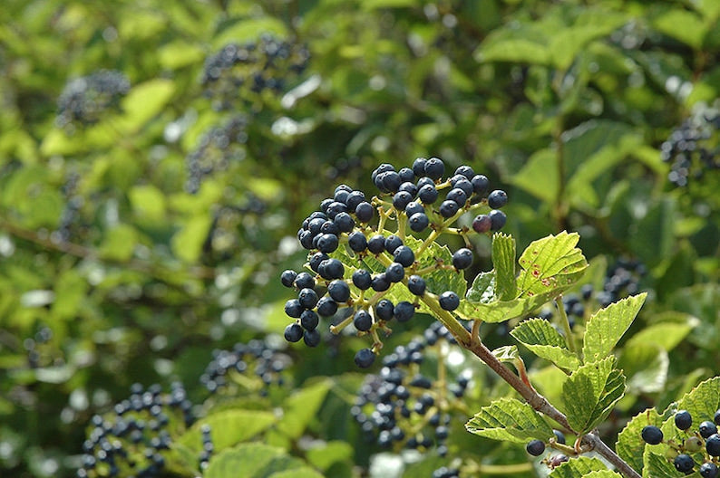 Chicago Lustre Viburnum Plants - 2 Pack - 4-6" in 3" Containers - Viburnum dentatum - Garden Hedge Shrub - Pollinator Friendly