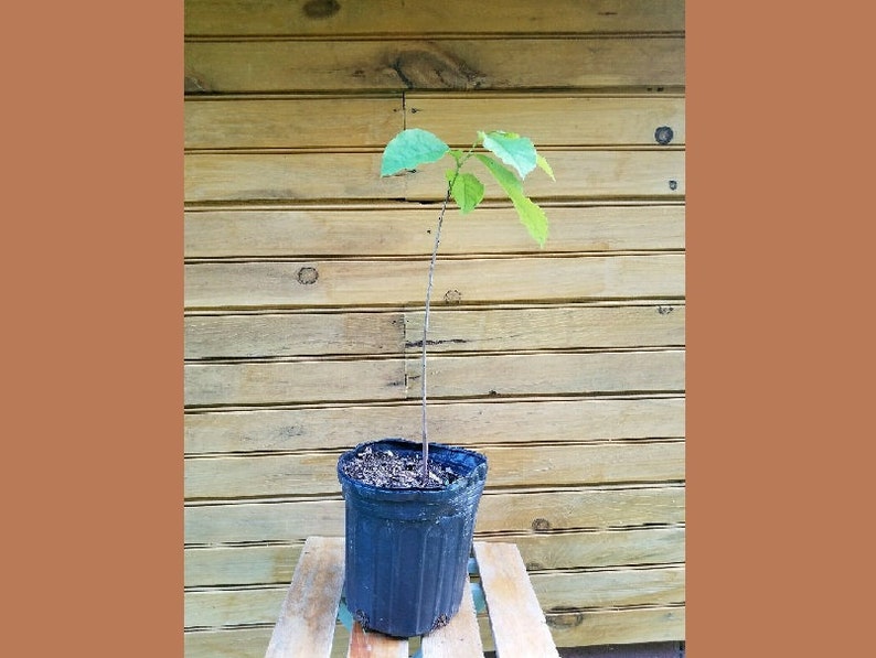 Pawpaw Trees - 5 Live Seedlings - Asimina triloba - 6" to 12" - Ideal for Wildlife & Fruit Production