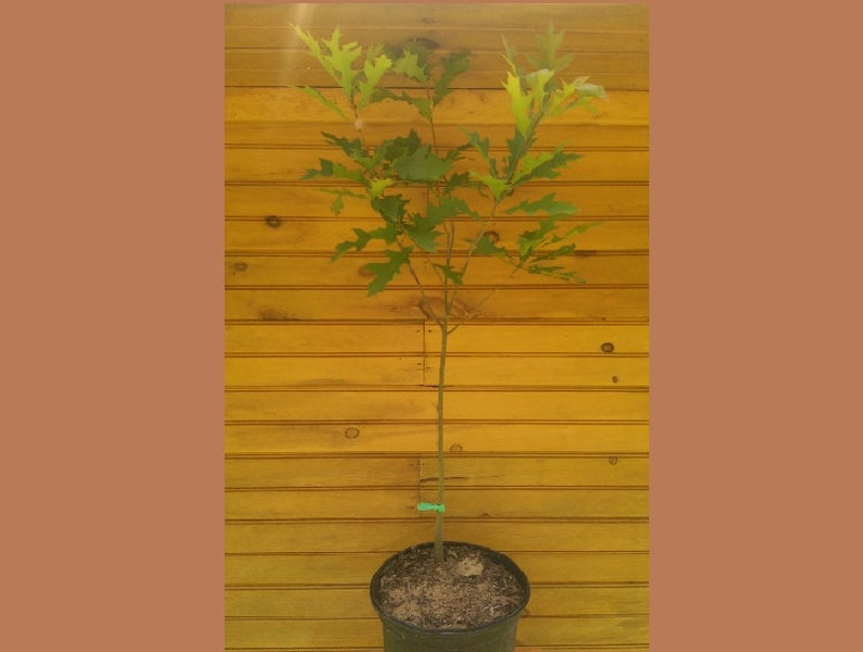 Pin Oak Trees Set of 5 - 6" - 12" - Quercus palustris - Live Outdoor Fast Growing Ornamental Shade Trees