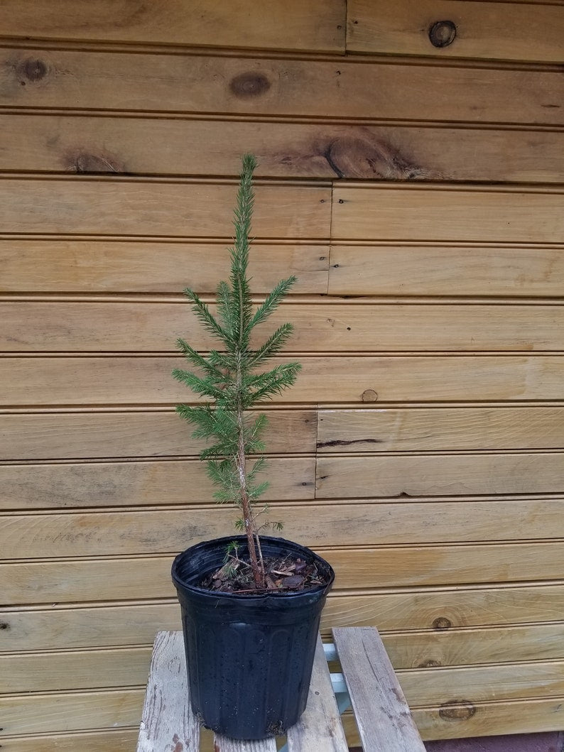 Norway Spruce Trees 12"-18" - Picea abies - 5 Live Bare Root Seedlings for Wildlife Habitat & Ornamental Use
