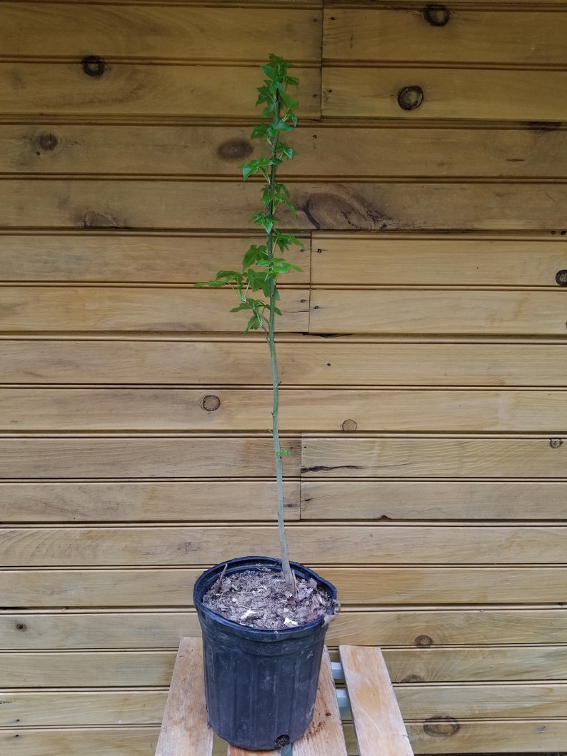 American Sweet Gum Tree Seedlings - 12" to 18" - Liquidambar styraciflua - Set of 2 - Ornamental & Wildlife-Friendly