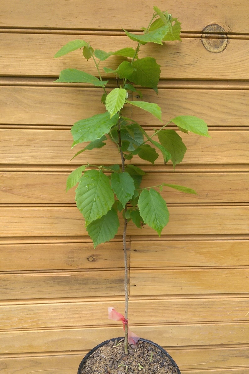 10 American Hazelnut Trees, 6-12" Bare-Root, Corylus americana, Wildlife Habitat & Nut Production