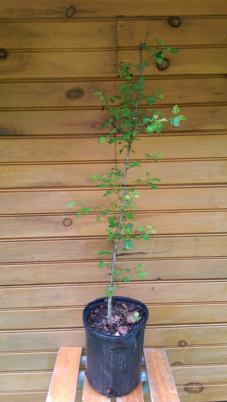Washington Hawthorn Trees - 5 Live Seedlings 18"-24" - Crataegus phaenopyrum - Ornamental & Wildlife Habitat Plants