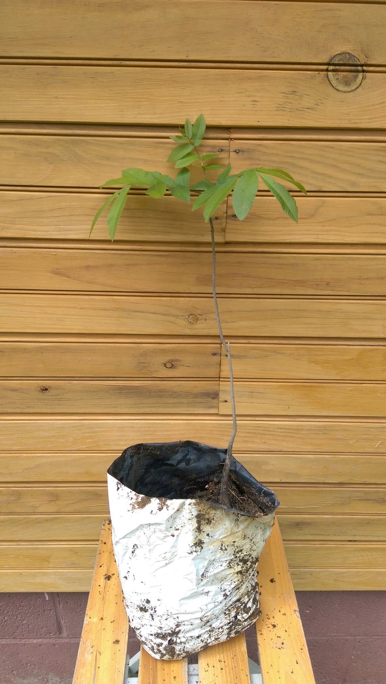 Pecan Tree Seedlings 6"-12" Carya illinoinensis 2 Live Trees Outdoor Grown Nut Production Ideal for Landscaping