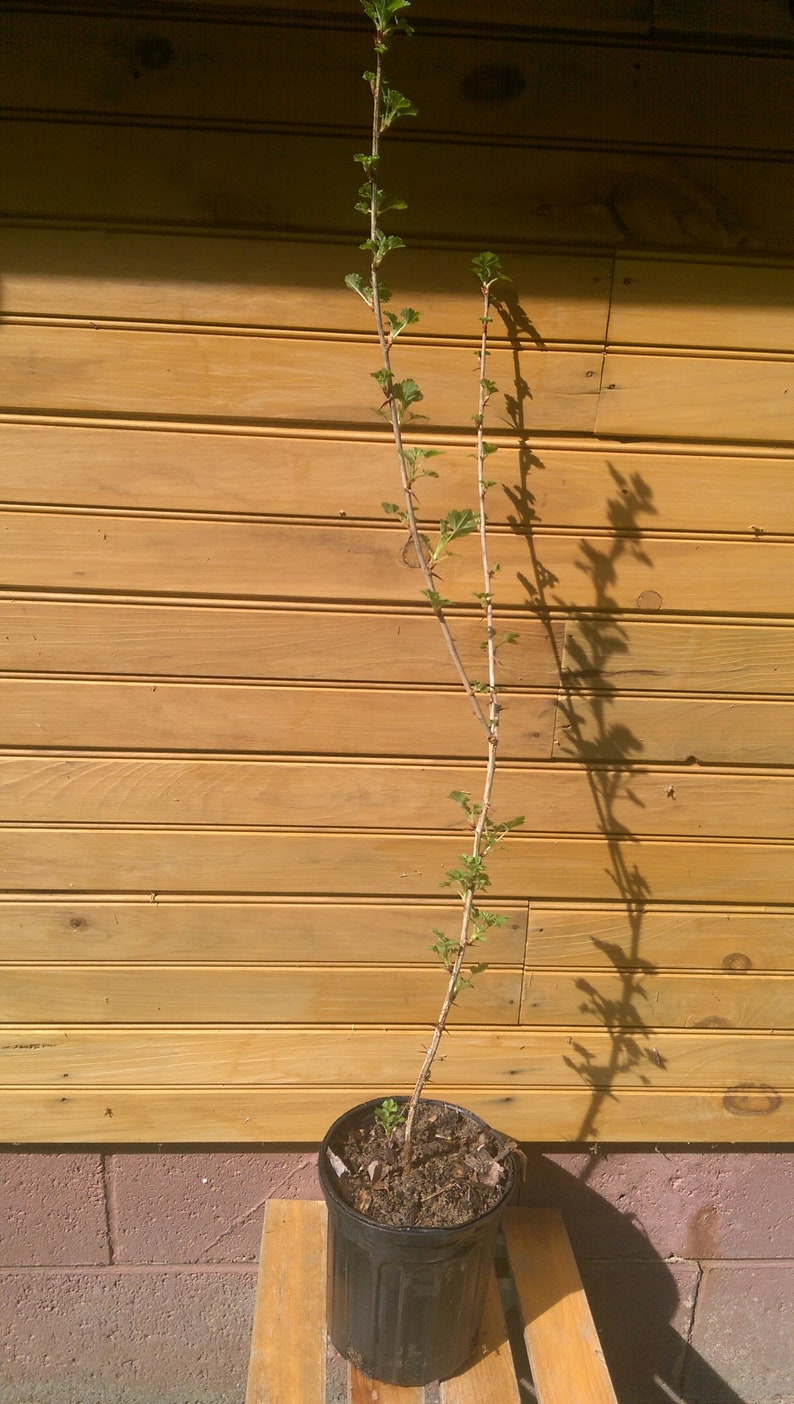 Pixwell Gooseberry Bushes - 2 Live Plants - Ribes hirtellum - Established Bare Root for Fruit & Ornamental Use