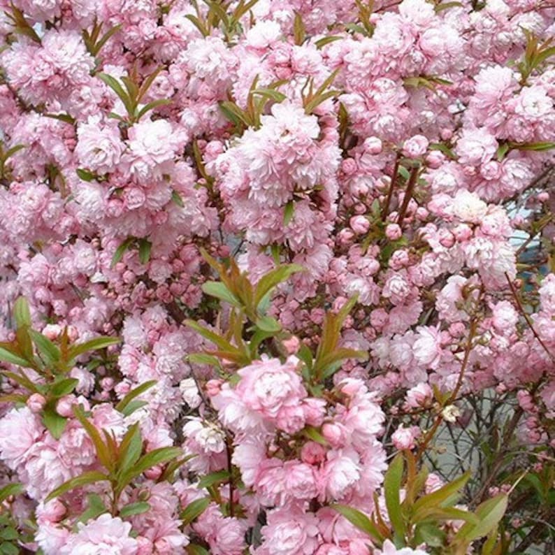 Flowering Almond Plant 6" Pink Blooming Shrub Prunus glandulosa in 4" Container - Full Sun/Partial Shade, Compact Growth
