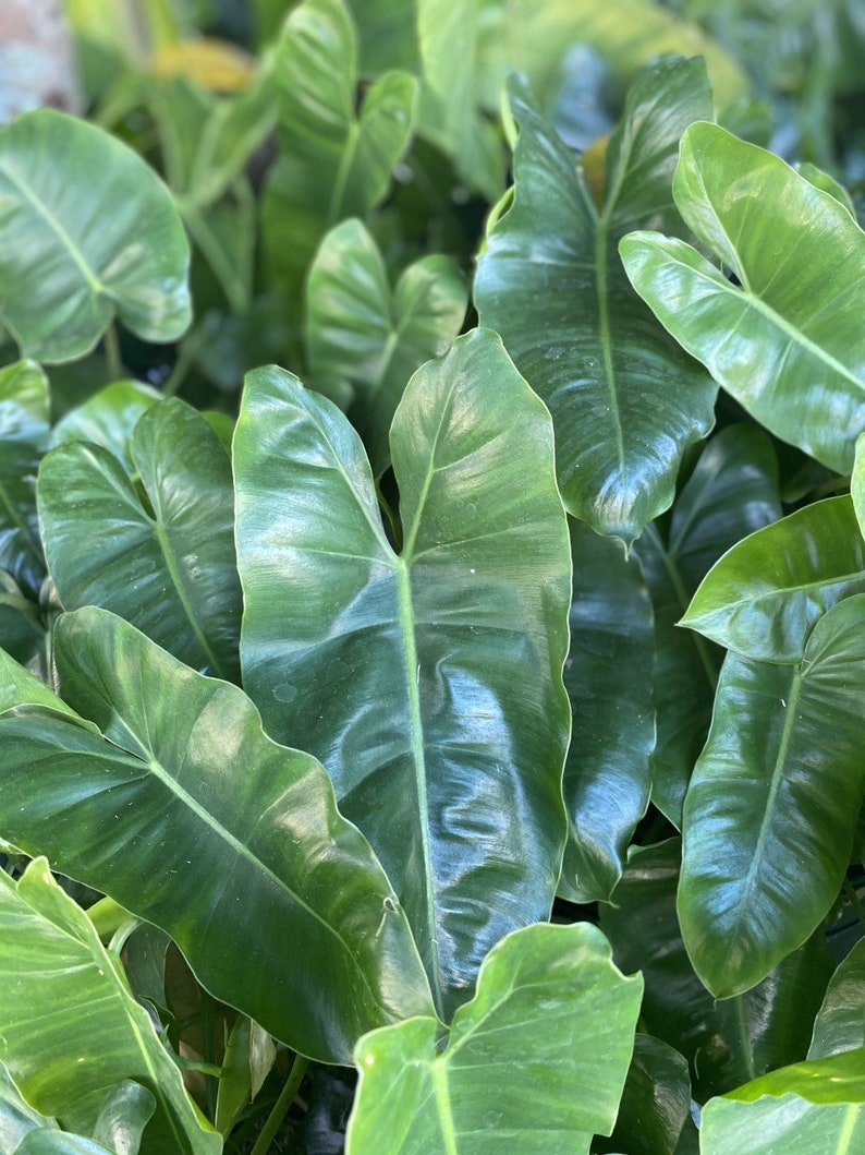 Philodendron Cuttings - 2 Healthy Burle Marx Cuttings - Ideal for Water Propagation - Philodendron 'Burle Marx'