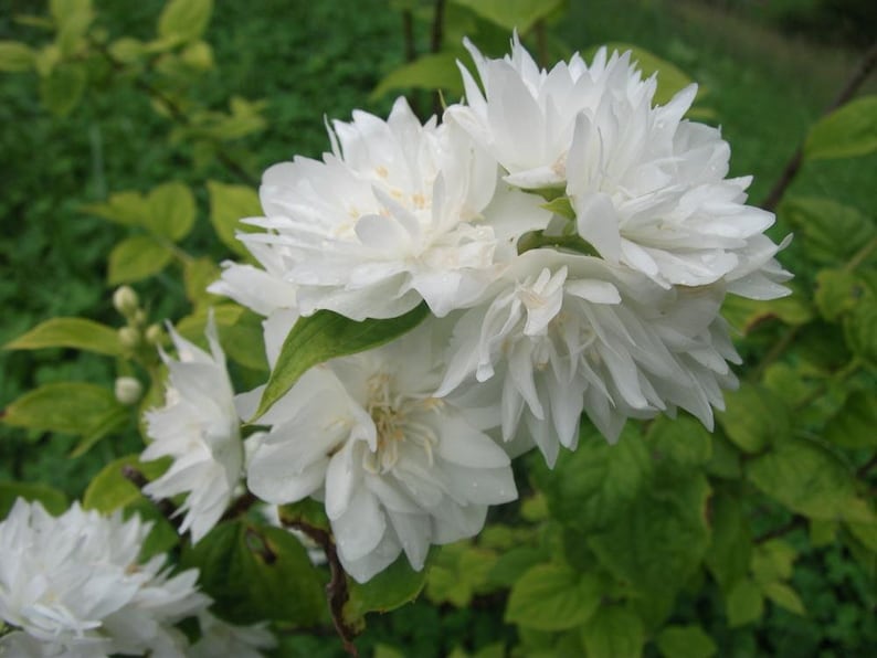 Mock Orange Quart Pot Plant - Minnesota Snowflake - Philadelphus - Fragrant White Flowers - Hardy Zones 4-8 - Attracts Pollinators