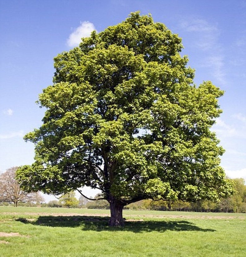 American Sycamore Quart Pot Plant - Platanus occidentalis - Native Tree for Gardens - USDA Zones 4-9 - Fast Growing Shade Tree