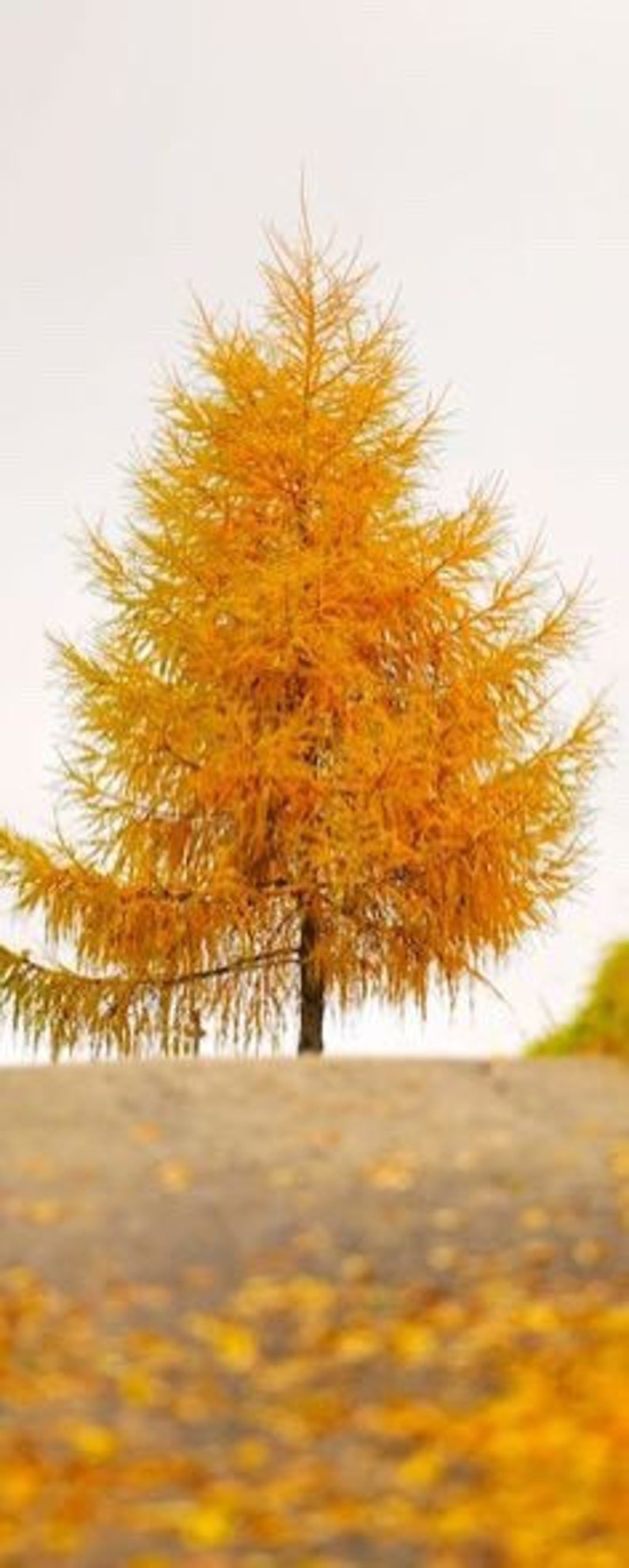 Bald Cypress Quart Pot Plant - Deciduous Conifer, Taxodium distichum, Russet-Red Fall Color, Adapts to Various Soils