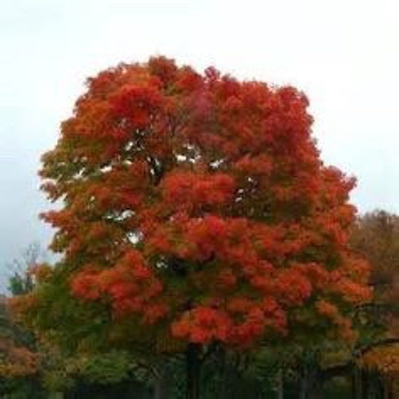 Red Oak Seedling Quart Pot - Southern Red Oak - Quercus falcata - USDA Zones 3-9 - Certified Nursery Plant