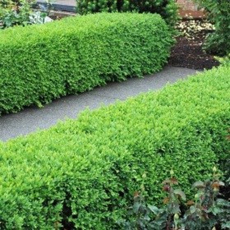 Green Velvet Boxwood Shrubs - 2 Quart Pots - Buxus spp. - Evergreen Landscaping Plants for Zones 5-9 - Hardy Low-Maintenance Shrubs
