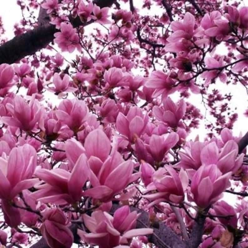 Jane Magnolia Plant 2.5" Pot - Purple Flowering Japanese Magnolia, Magnolia liliiflora, USDA Zone 4-7, Bareroot Shipping Available