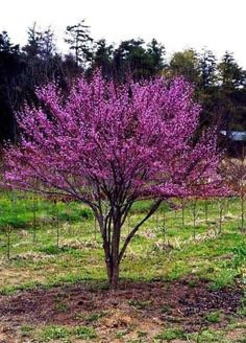 Eastern Redbud Seedling Quart Pot - Cercis canadensis - Pink Flowering Deciduous Shrub/Small Tree, USDA Zones 4-9