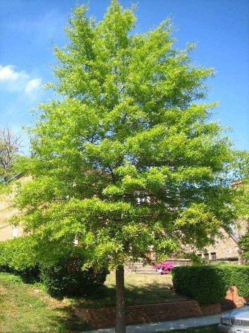 Willow Oak Tree Quart Pot | Quercus phellos | Deciduous Native Plant for USDA Zones 3-9 | Wildlife-Friendly Shade Tree
