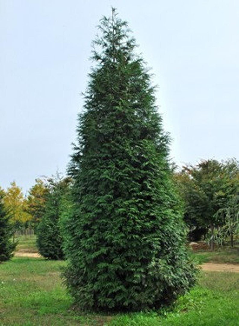 Thuja Green Giant Arborvitae Tree 1 Gallon Pot - Thuja plicata - Evergreen, Hardy, USDA Zone 5-9, Privacy Hedge