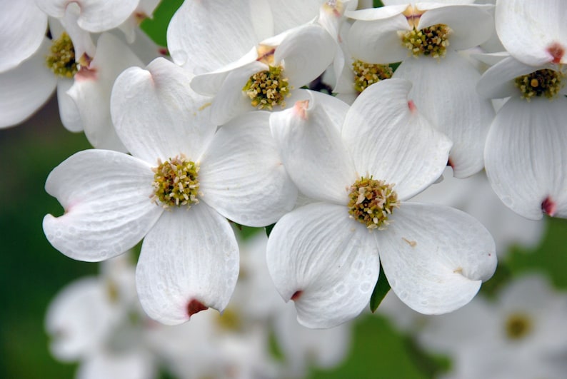 White Flowering Dogwood Quart Pot - Cornus florida - Ornamental Tree for Zones 5-9 - Spring Bloomer