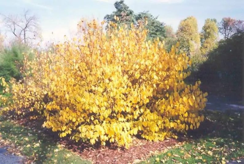 Spice Bush Plant Quart Pot - Lindera benzoin - Aromatic Deciduous Shrub, Host for Spicebush Swallowtail, Zones 4-9