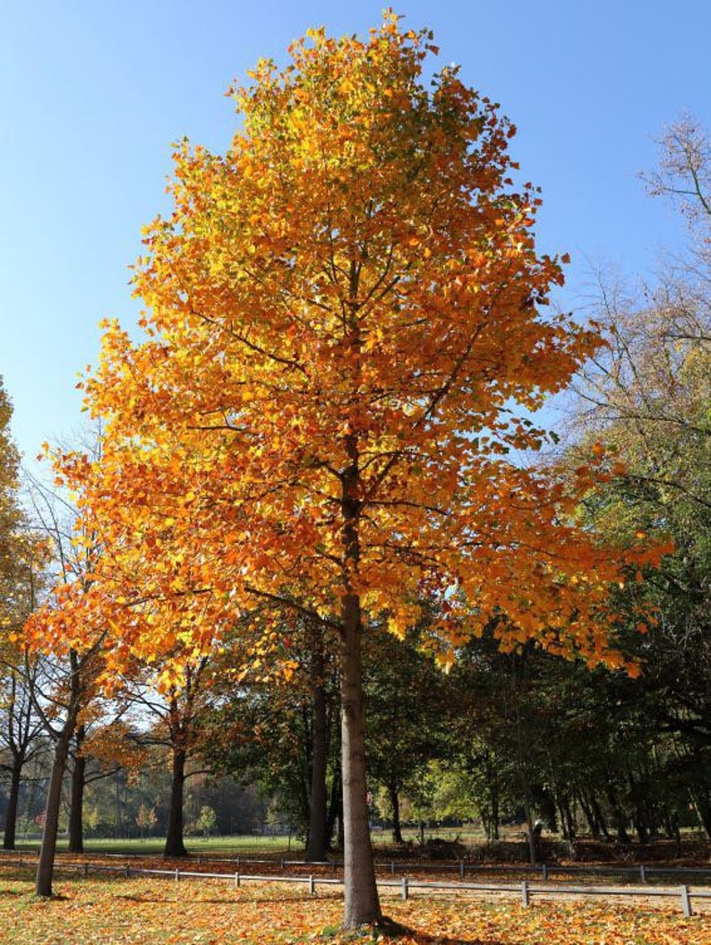 Tulip Poplar Tree Quart Pot - Liriodendron tulipifera - Fast-Growing Native Tree for Zones 4-9 - Pyramidal Crown