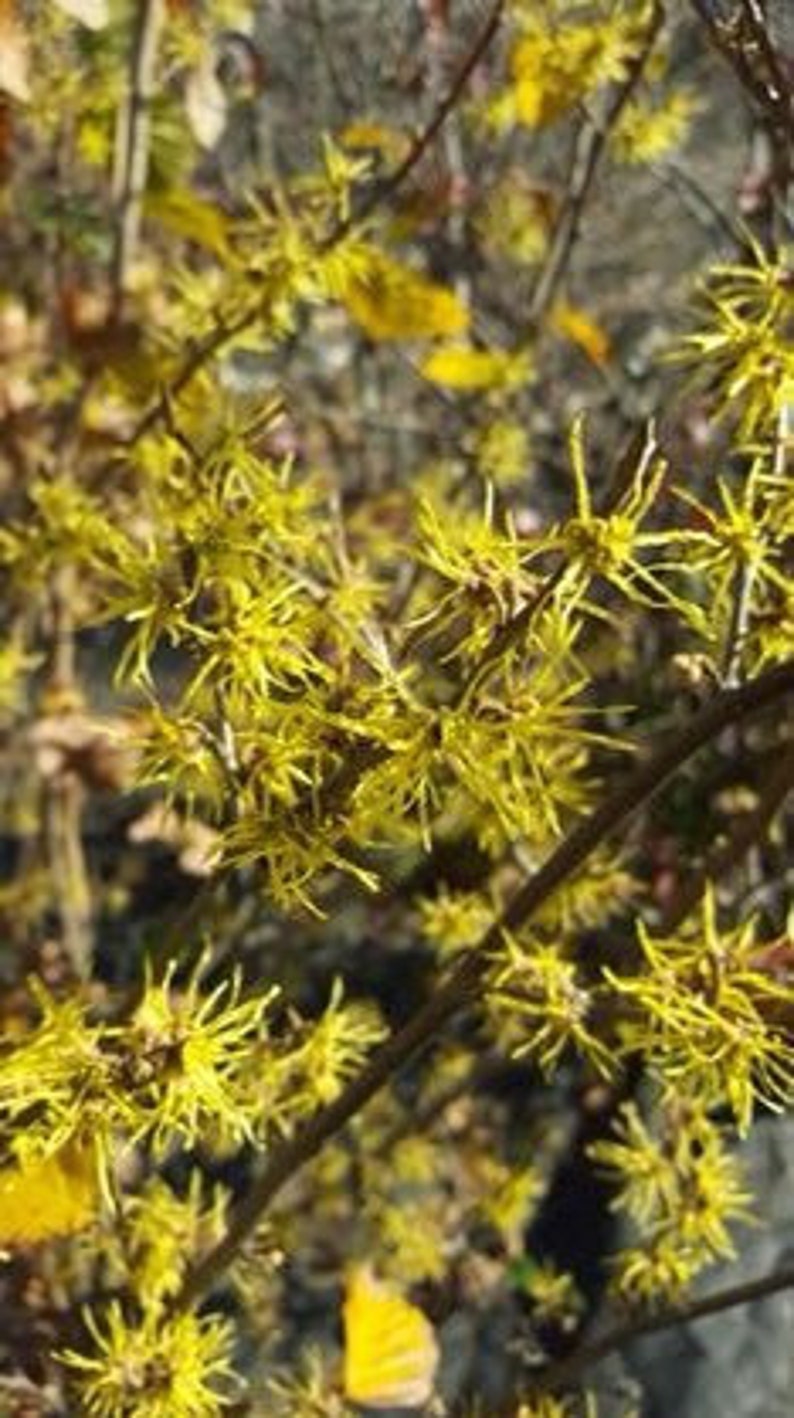 Witch Hazel Plant in Quart Pot - Hamamelis virginiana - Yellow Flowers - Deciduous Tree for USDA Zones 5-8