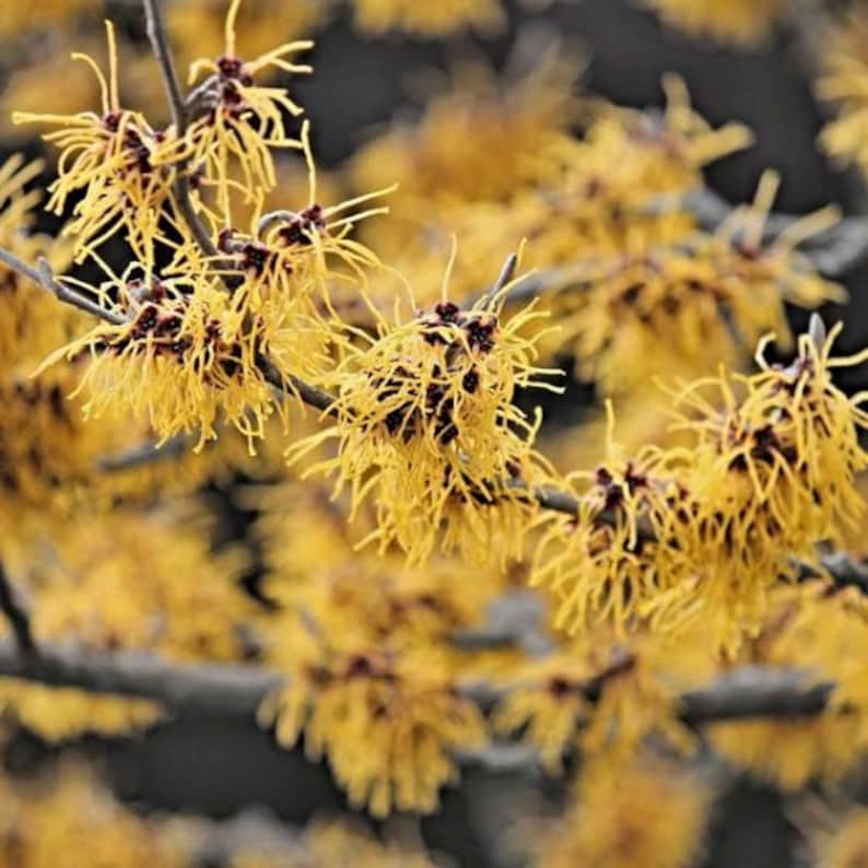 Witchhazel Plant 4" Container Fragrant Fall Blooms Hamamelis Virginiana Native Shrub Tree Zones 3-8