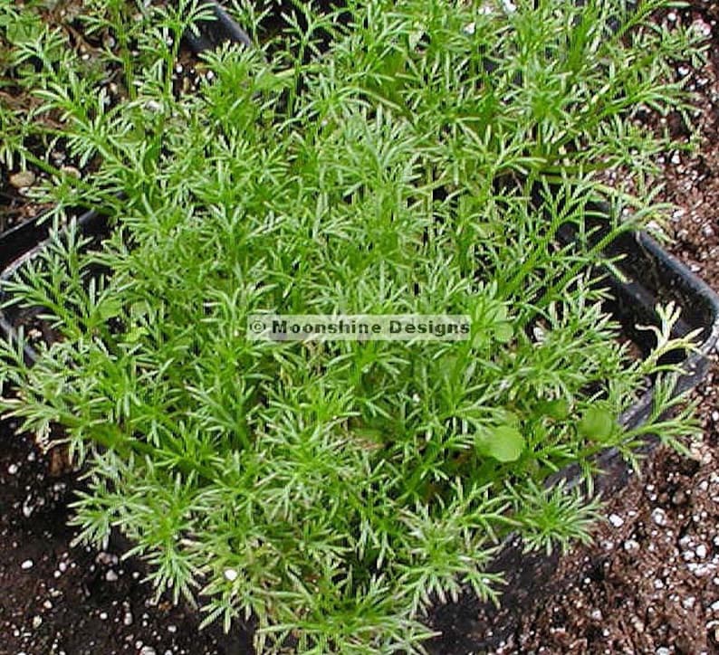 Roman Chamomile Potted Plants - 3 Perennial Herbs - White Daisy Blooms, Aromatic Foliage - Chamaemelum nobile