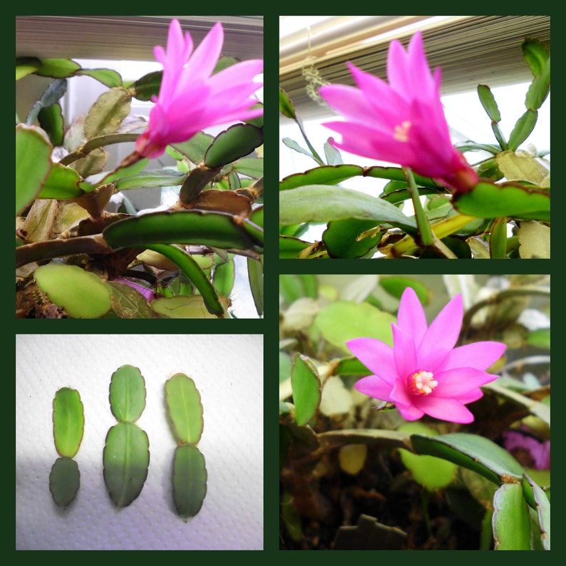 Easter Cactus Cuttings - 3 Unrooted Hot Pink Clippings Rhipsalidopsis Gaertneri - Fast Flowering Houseplant Succulent