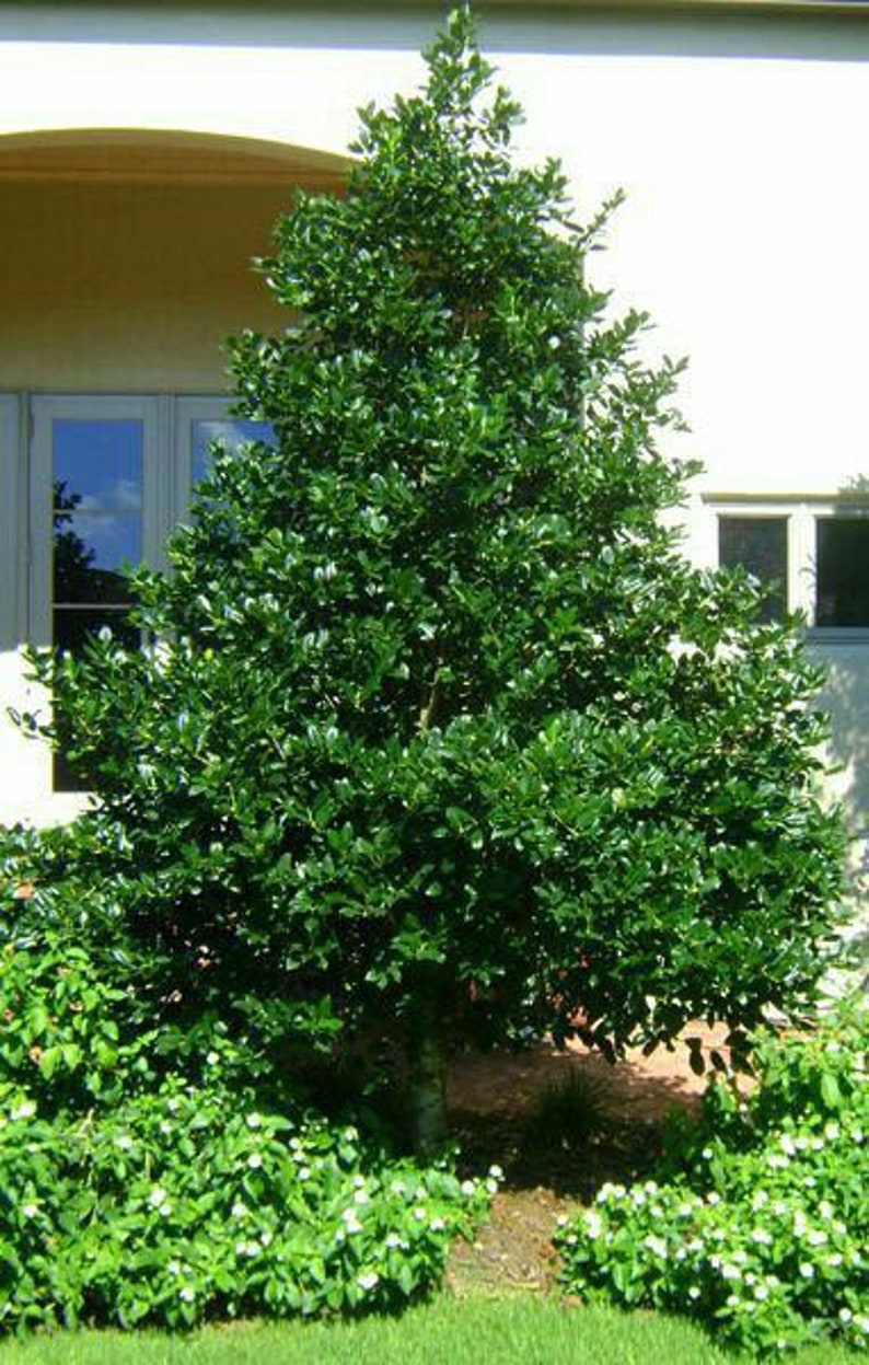 Nellie R. Stevens Holly 2.5” Pot - Fast-Growing Evergreen Shrub with Red Berries, Ilex x 'Nellie R. Stevens', USDA Zone 6-9
