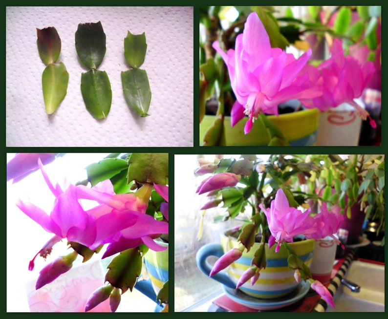 Thanksgiving Cactus Cuttings - 3 Unrooted Hot Pink 2-Segment Schlumbergera Truncata - Fast Growing Plant Propagation