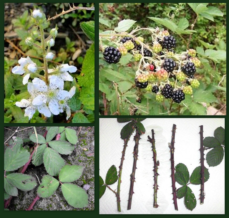 Blackberry Cane Cuttings - 5 Organic Thorned Cuttings for Propagation - Rubus - Ideal for Permaculture Food Forest