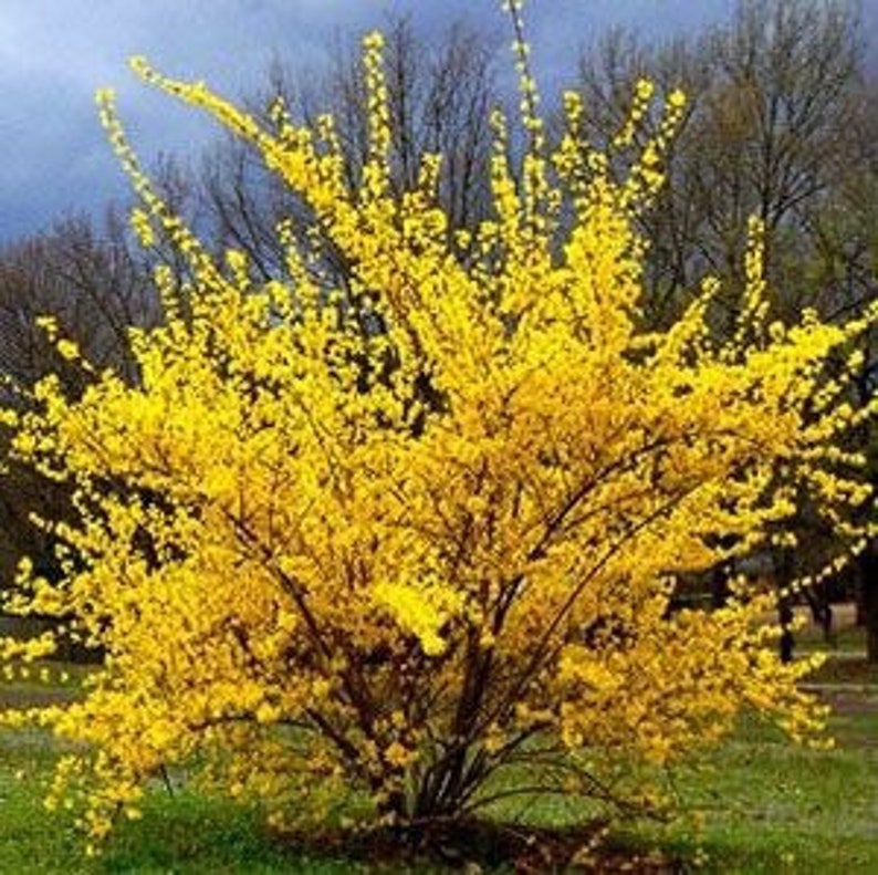 Lynwood Gold Forsythia Shrub - 1 Gallon Pot - Deciduous Yellow Flowering Plant - Forsythia x intermedia - Zones 5-9