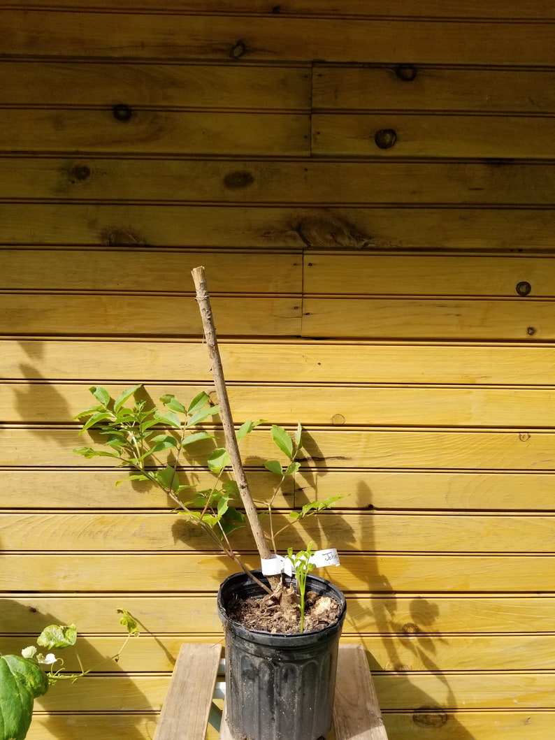 Elderberry Bushes 2 Live Plants 'York' & 'Johns' Sambucus canadensis Fast-Growing Fruit Shrubs for Garden