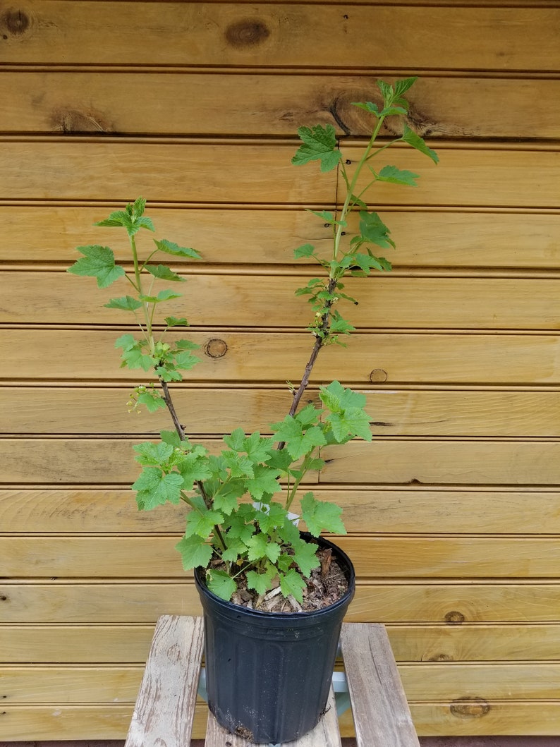 Currant Plants Set - 2 Live Plants: Black Currant & White Currant - Ribes nigrum & Ribes rubrum - Bare Root