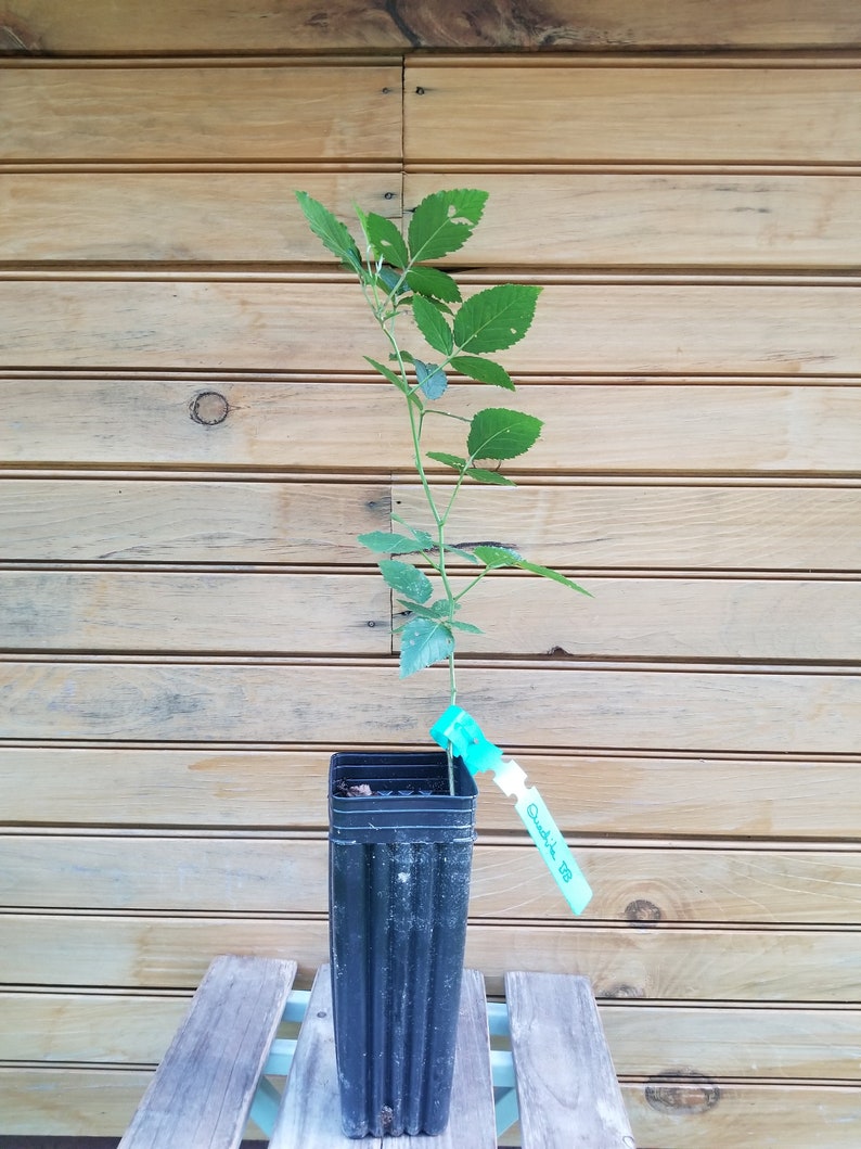 Ouachita Thornless Blackberry Plants - 6" Live Bare Root - Rubus allegheniensis - 5 Healthy Plants for Home Garden